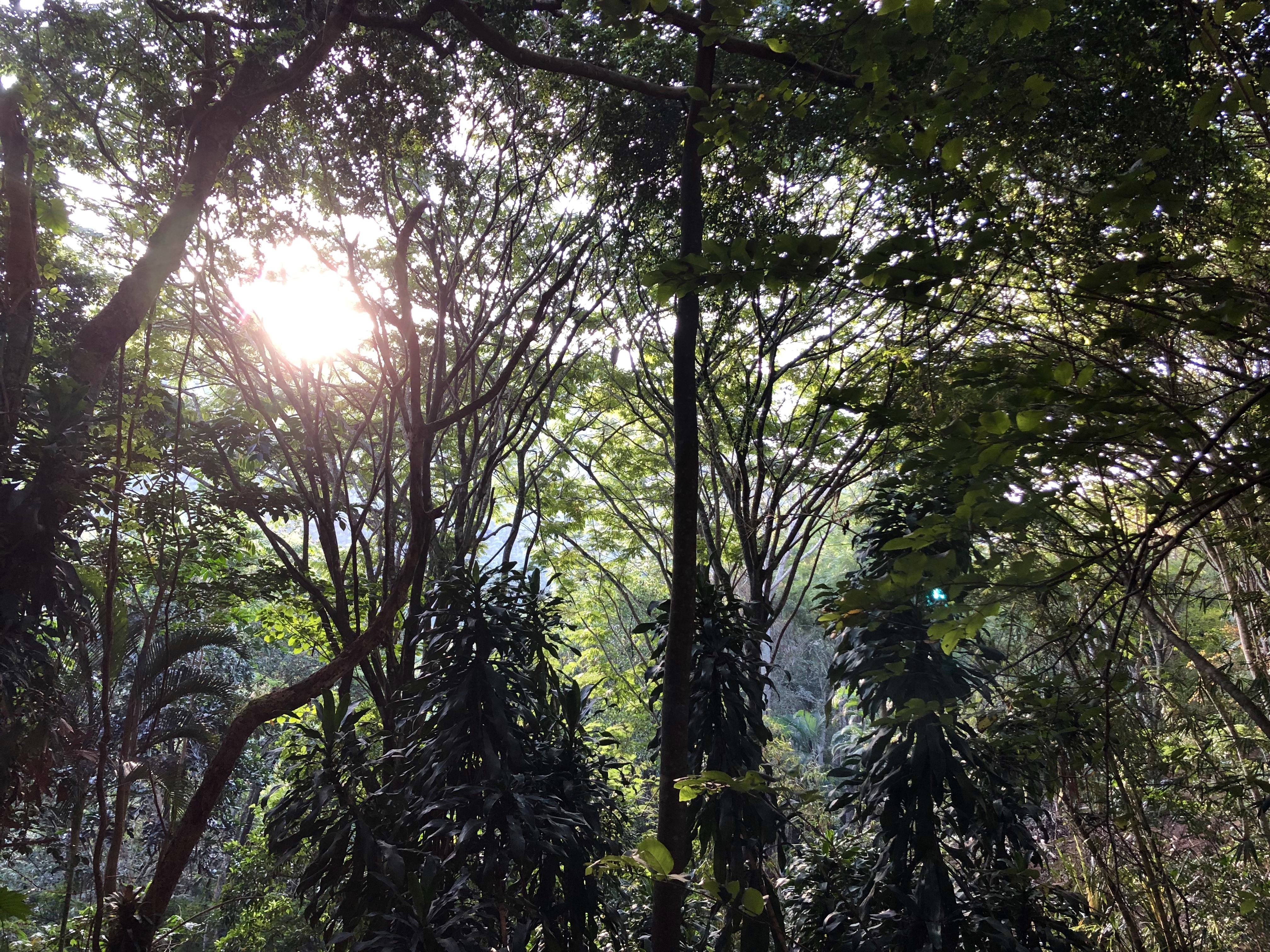 image of Belipola Morning Canopy